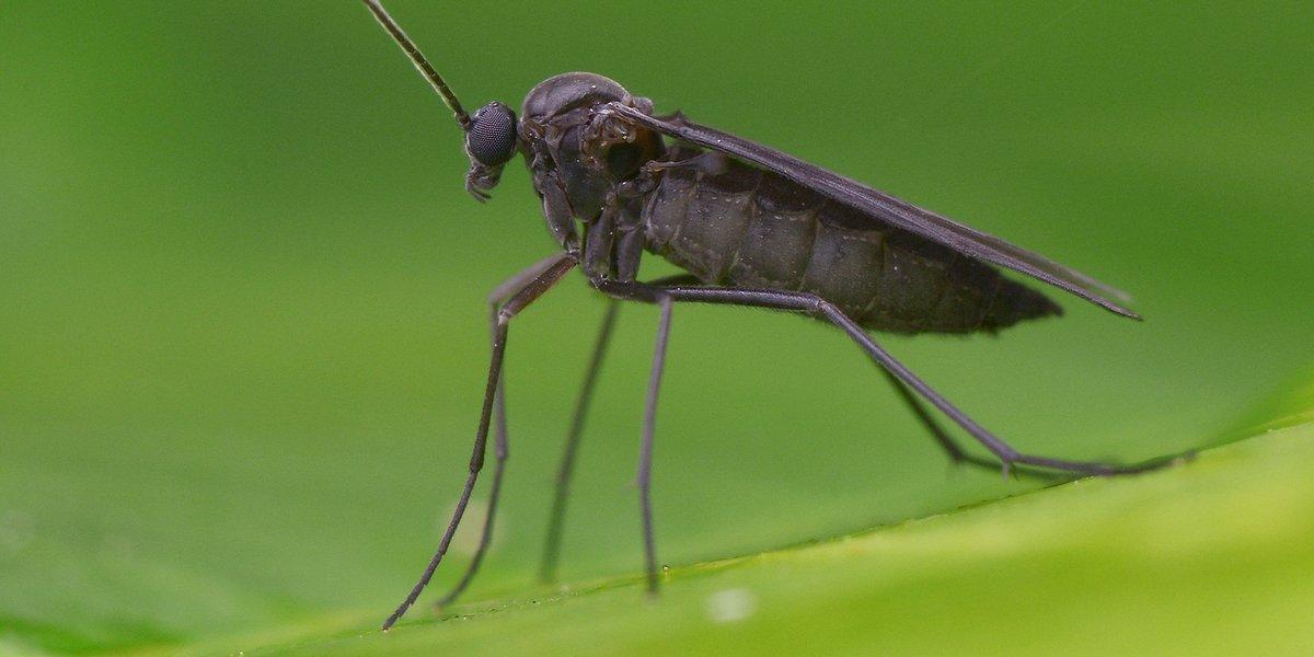 How to Get Rid of Gnats During the Holiday Season 